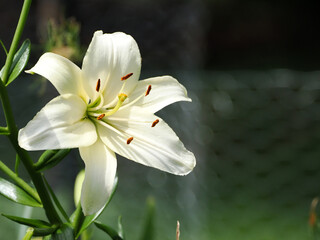 Fototapeta premium Beautiful tiger lily white in full bloom. 