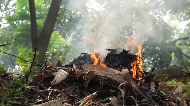 Thick white smoke billowed from a pile of dry bamboo leaves and organic matter charred by a small fire on the ground. A contrast of dry leaves and black ash from burning garden waste.