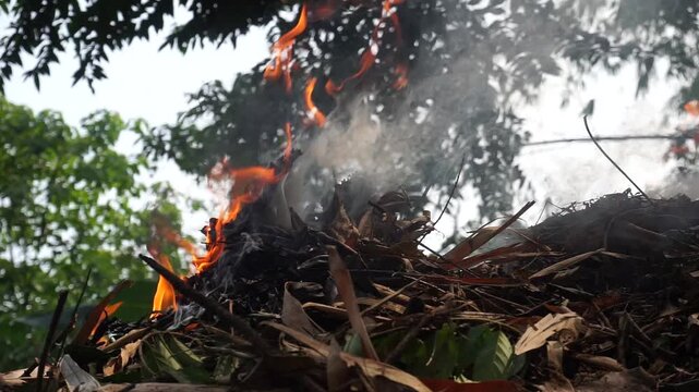 Thick white smoke billowed from a pile of dry bamboo leaves and organic matter charred by a small fire on the ground. A contrast of dry leaves and black ash from burning garden waste.