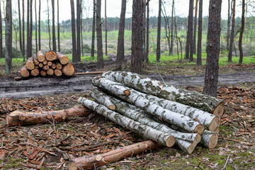 Logs stacked neatly in a forest clearing after tree harvesting in early spring © Iuliia