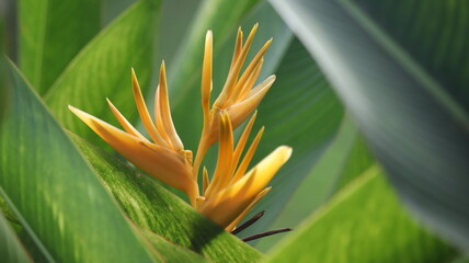 Vibrant yellow heliconia flower blooming amidst lush green foliage, a tropical botanical beauty in close-up detail © josh