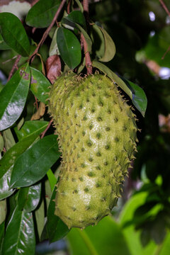 a young soursop fruit (guanabana) hanging on a tree, featuring its distinctive green spiky skin surrounded by lush green leaves