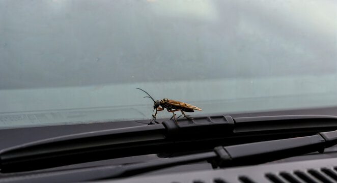 Cockroach crawling on car windshield in urban environment  