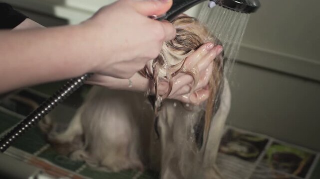 Grooming beauty salon for animals. Women's hands wash the dog in a bubble bath. Rubs the dog's fur and hair with soap. Take care the dog in summer holiday. Washing pug dog in the bathroom. Slow motion