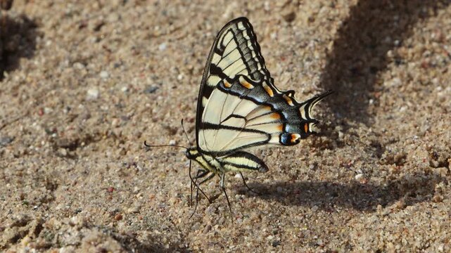 Handheld close up of a yellow butterfly standing on sand.