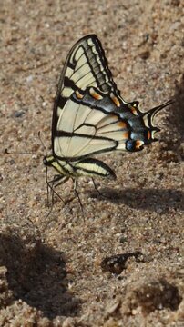 Vertical handheld close up of a yellow butterfly peeing on sand.