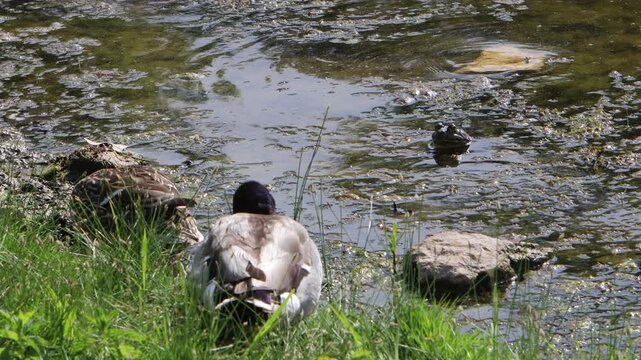 Handheld video of two ducks eating in the grass as a frog in the water just stares at them.