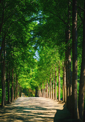 Fototapeta premium Apsan Mountain hiking trail landscape in Daegu City park in Gyeongsangbuk‑do, South Korea