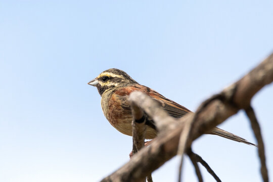 A punto de echar a volar este Escribano sote&ntilde;o (Emberiza cirlus)