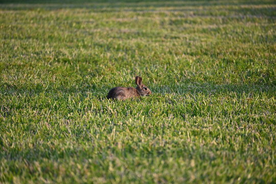 Bunny rabbit in green lawn