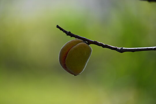Small peach growing on tree