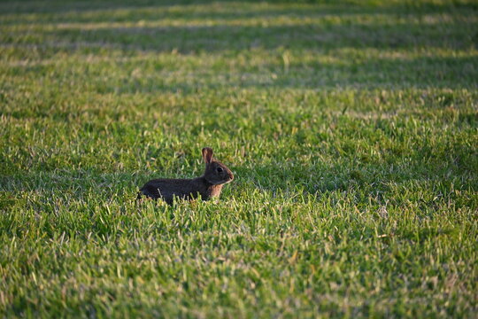 Bunny rabbit in green lawn