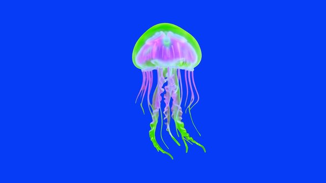 A smooth 3D animated jellyfish featuring neon green and pastel pink glowing colors swimming on a solid blue chroma key background. Perfect for blending into marine themes, abstract artistic visual dis