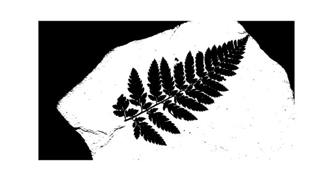 Fossilized fern leaf imprint on a stone slab vector art