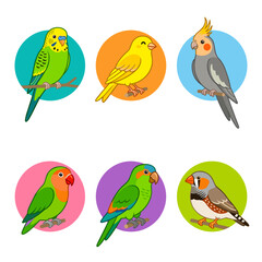 Obraz premium Collection of six colorful pet birds in circles vector illustration