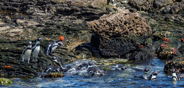Humboldt penguins making their way to sea