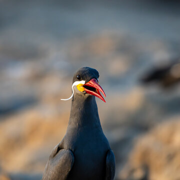 The &icirc;ncă tern: The mustached bird