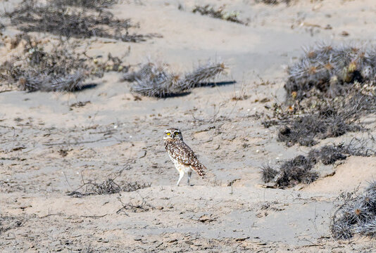 A burrowing owl in Peru