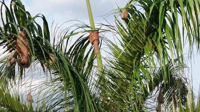 Tropical Palm Trees and Bird Nests Close-Up