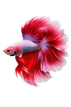 Vibrant red and white betta fish with png transparent