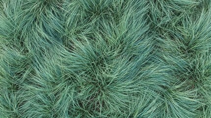Obraz premium Ornamental blue fescue grass texture with dense blades in a swirling pattern. Muted sage green tones create a botanical background for landscape architecture.