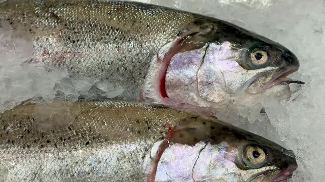 Raw whole rainbow trout with a head, chilled on shallow ice at the seafood market. An open shelf at the fish market. Close-up