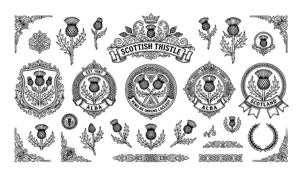 Scottish thistle floral emblem collection vintage botanical outline vector isolated on white background