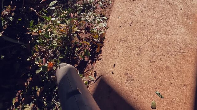 POV of leaf blower blowing leaves and tree needles on sunny ground