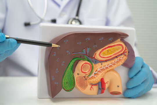 Liver with gallbladder, pancreas spleen and duodenum, Asian doctor holding human anatomy model for study diagnosis and treatment in hospital.