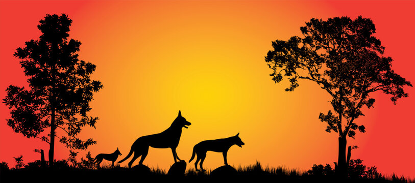 Silhouette of dingos at sunset with trees on horizon in scenic landscape