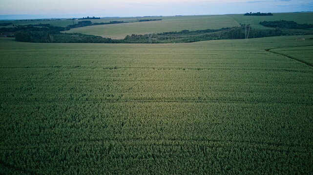 agro