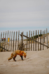 Naklejka premium Red Fox Walking Around Coastal Beach