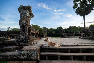 Fototapeta premium A dog rests on wooden steps at the ancient ruins of Angkor Wat in Siem Reap, Cambodia. The temple complex is a UNESCO World Heritage site.