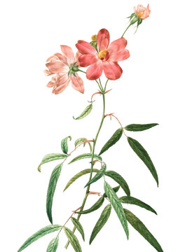 Pink wild rose