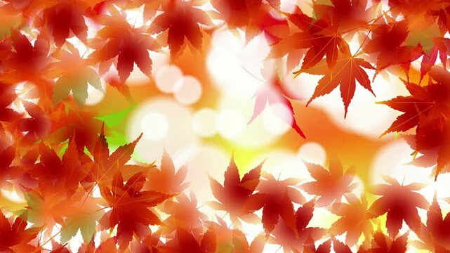 Vibrant Red Maple Leaves in Autumn 4K