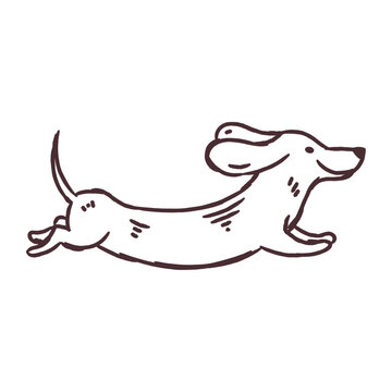 Cute dachshund dog running hand drawn sketch
