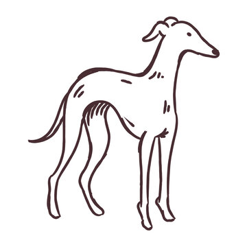 Elegant whippet dog standing hand drawn sketch
