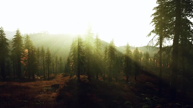 backlit pine forest with dramatic sunrise creating strong silhouettes and lens flare, highcontrast shadows across meadow, moody atmosphere, cinematic motion,