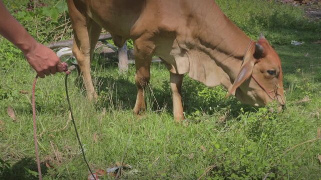 Close up of farmer hand holding a rope attached to a grazing brown cow