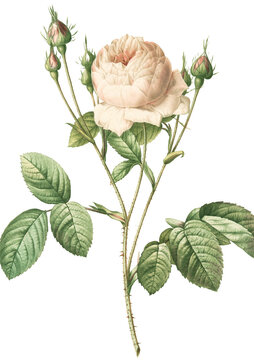 bouquet of roses - Blush