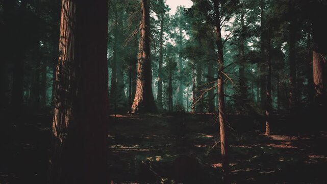 dark pine forest at dusk, mistshrouded trunks, damp undergrowth, cinematic low light and deep shadows, mossy floor and scattered needles, solitary trail mood,