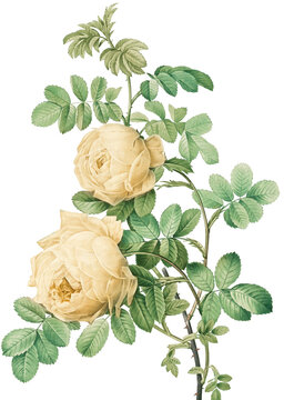 Pale white heritage roses
