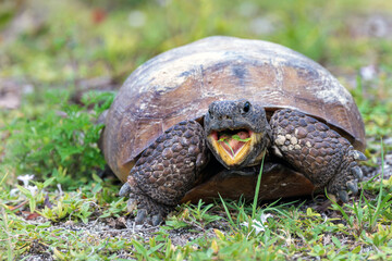 Obraz premium A gopher tortoise (Gopherus polyphemus) opens its mouth wide will eating grass in Venice, Florida