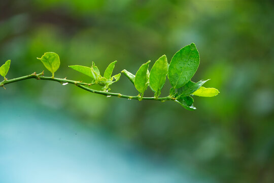 green leaves on a branch