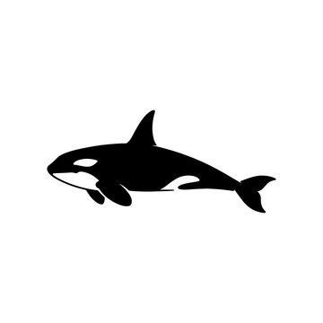 Black silhouette of an orca whale isolated on a white background, ideal for marine biology and ocean art themes.
