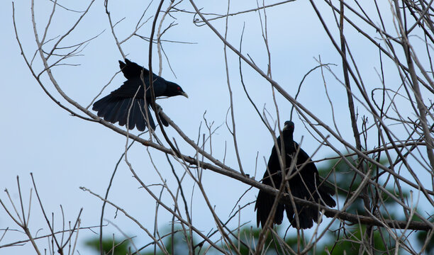 Black bird on a tree branch in the winter. Close-up.