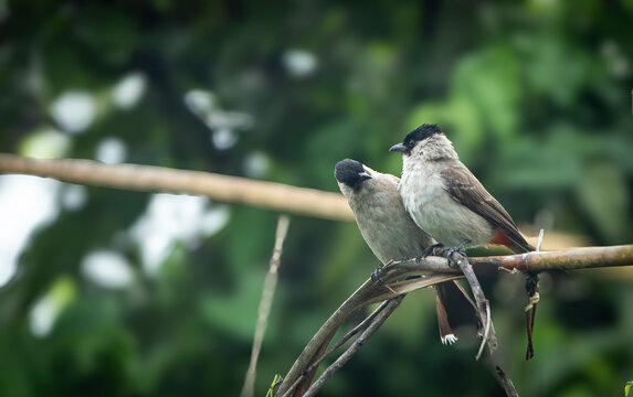 Two birds in a bamboo forest in the morning