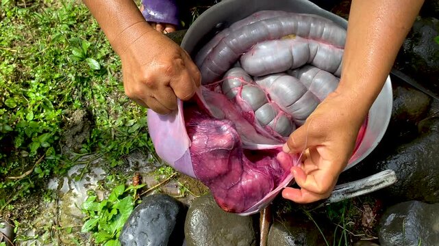 Amazon kichwa indigenous woman preparing peccary meat for family consumption, traditional food preparation scene reflecting ancestral practices and cultural heritage in the Amazon, indigenous food.