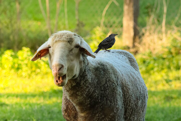 white sheep with an open mouth stands on a green grass pasture while a small starling bird sits on its back during golden hour, ideal for animal symbiosis and organic farming concepts. © Maryna Bykova