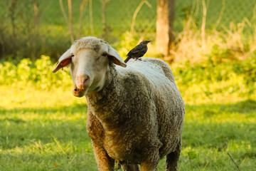 Fototapeta premium A domestic white sheep with an open mouth stands on a green grass pasture while a small starling bird sits on its back during golden hour, ideal for animal symbiosis and organic farming concepts.